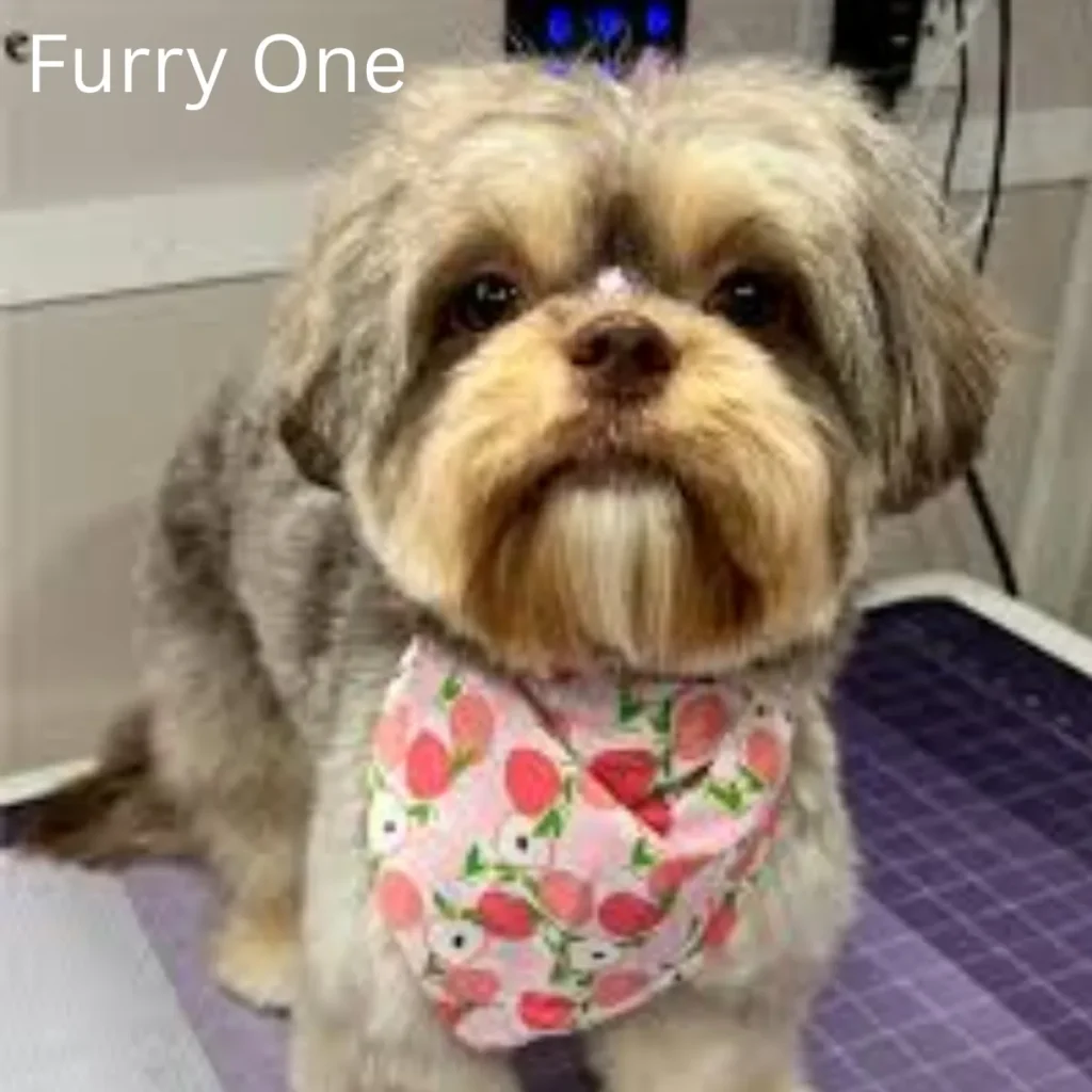 Furry One