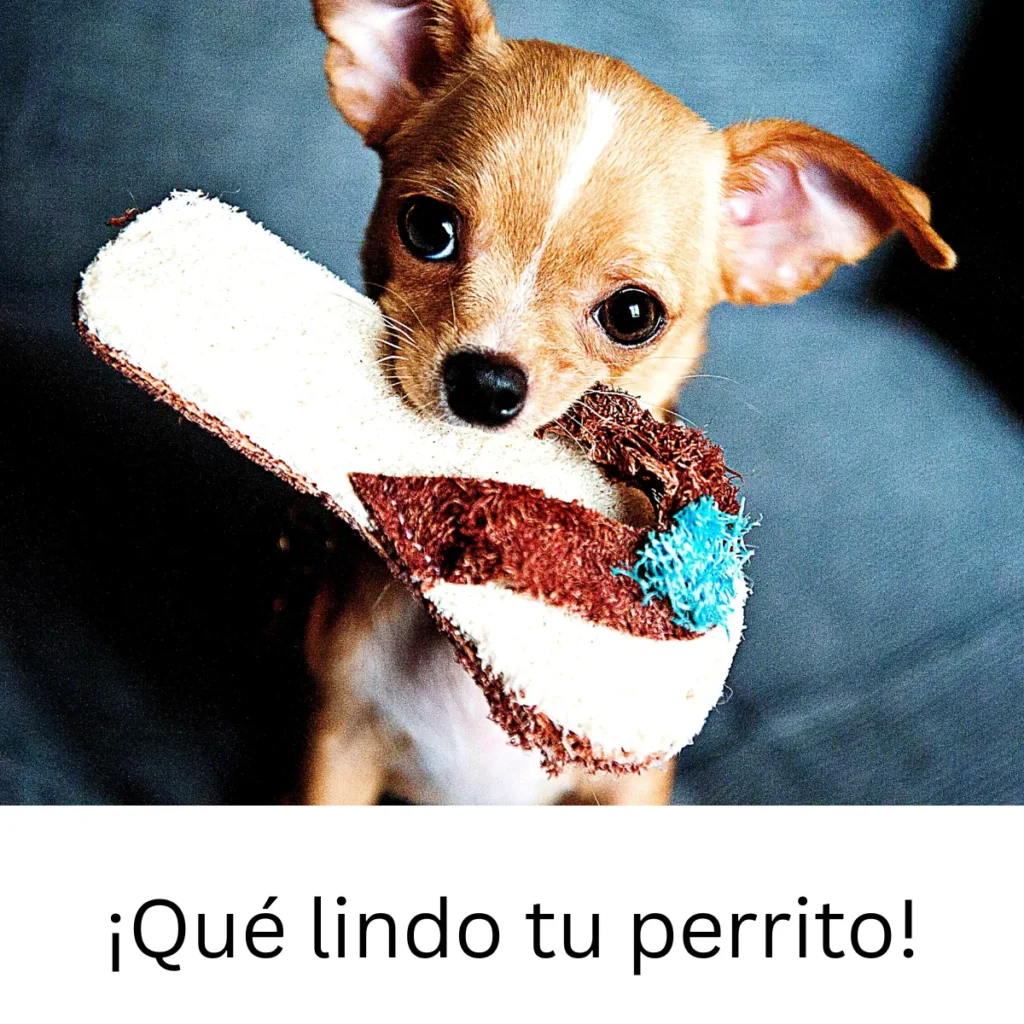 Little Dog