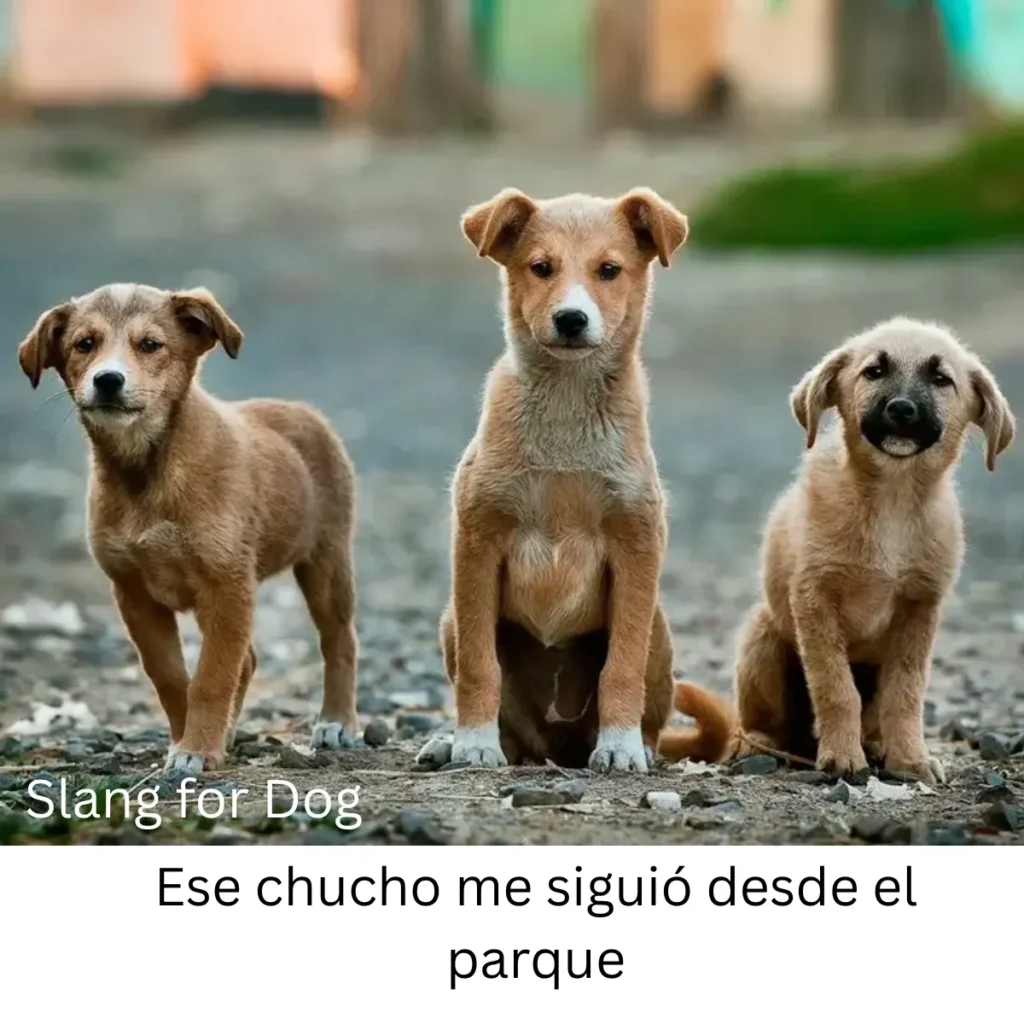 Slang for Dog